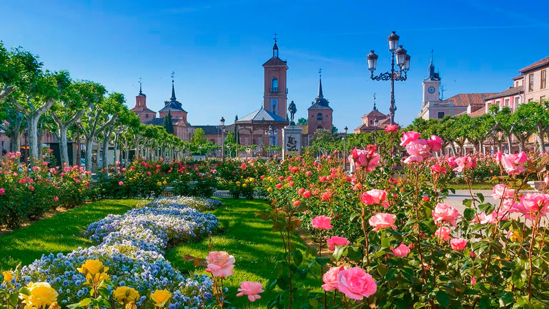 Control de Plagas en Alcalá de Henares Plaza Cervantes