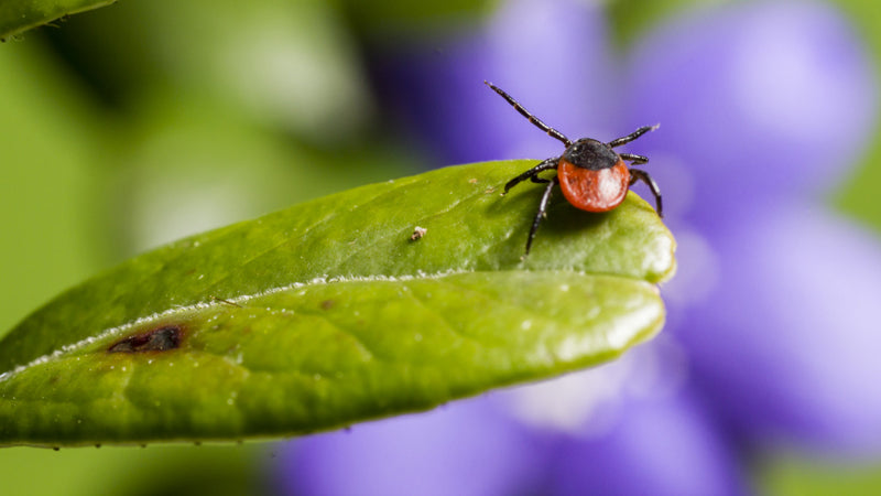 Control de plagas en Madrid Garrapatas