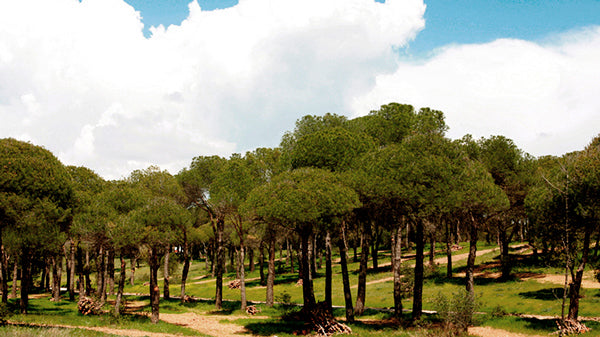 Control de Plagas en el pinar de Las Rozas de Madrid