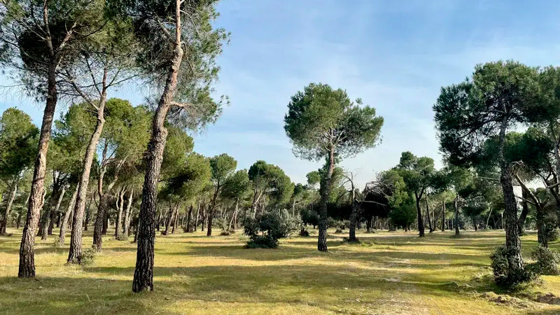 Control de Plagas en Majadahonda Monte del Pilar