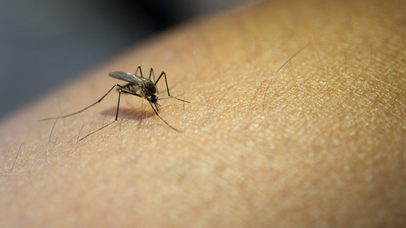 Control de plagas en Madrid Mosquitos