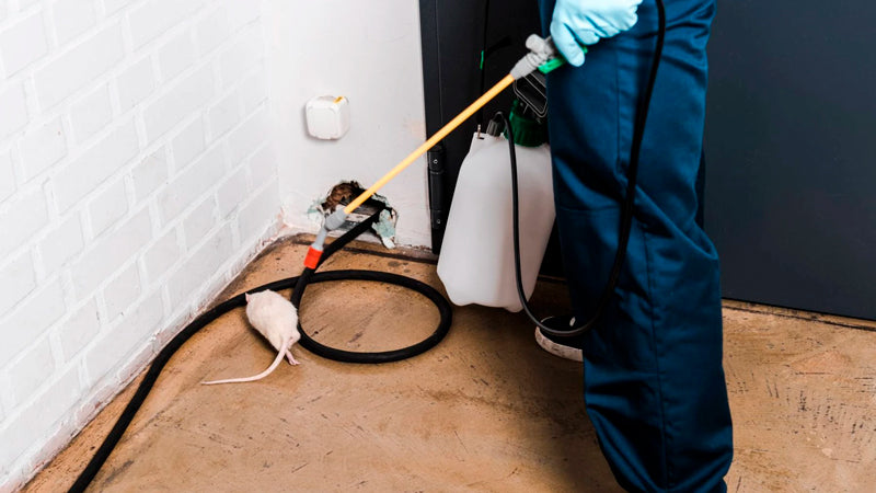 Control de plagas en Madrid ratas y ratones