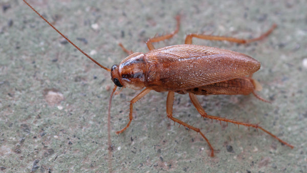 Control de plagas en Madrid Cucaracha alemana