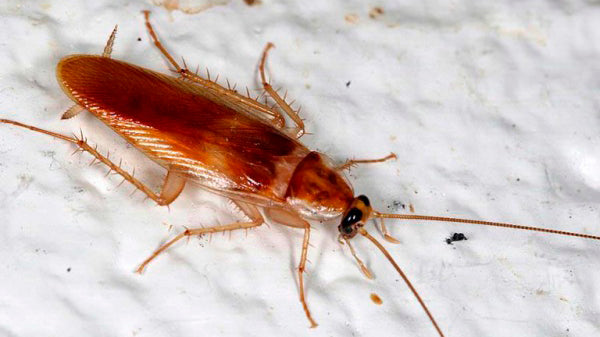 Control de plagas en Madrid Cucaracha banda marrón