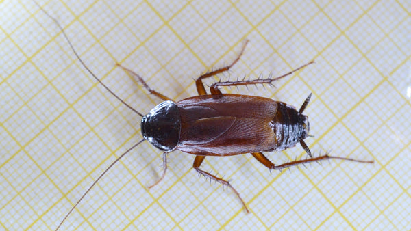 Control de plagas en Madrid Cucaracha Oriental
