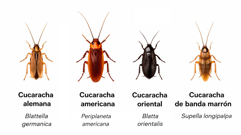 Tipos de cucarachas en Madrid