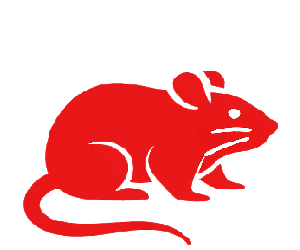 Ratas | TCP Control de plagas